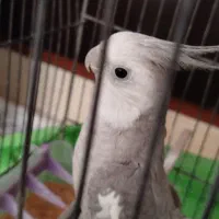 عروس هلندی جفت|پرنده|مهدی شهر, |دیوار