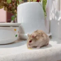 همستر از نژاد درف|موش و خرگوش|قزوین, |دیوار