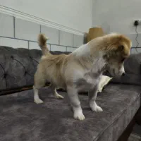 پامر اشپیتز