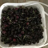 گیلاس شیرین