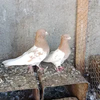 جفت کله زرد