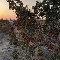 ۱۲ ساعت آب با۴هکتار زمین|فروش زمین و ملک کلنگی|جلگه ماژان, |دیوار