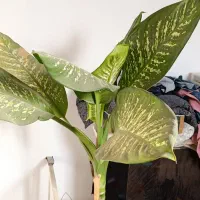 گل طبیعی شاداب|گل و گیاه طبیعی|اسدآباد, |دیوار