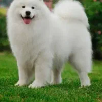 واگزاری سگ نژاد سامویید اصل از نسل وارداتی اصل|سگ|کرج, شهرک سهرابیه|دیوار