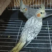 یک جفت عروس هلندی