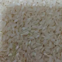 برنج کامفیروزی اصل|خوردنی و آشامیدنی|شیراز, شهرک مطهری|دیوار