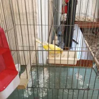 قناری سوپر لیمویی بخون