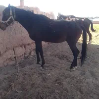 دوتا مادیان