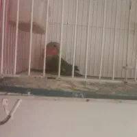 کتوله نر بریزیلی فقط نقد