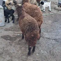 نر بره پرواری|حیوانات مزرعه|گرگان, |دیوار