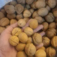 گردو درجه یک خرید از کشاورز
