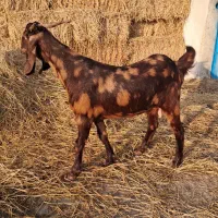 بز پلنگی با ۲تا چپش|حیوانات مزرعه|گرگان, |دیوار