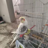 عروس هلندی سخنگو