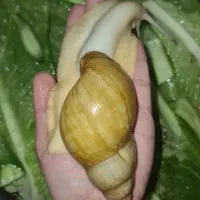 حلزون اچاتینا