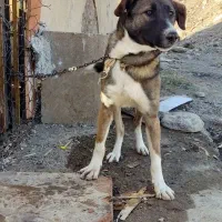 سگ سرابی اصیل