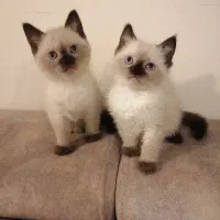 توله سیامی اصیل و کاملا خالص