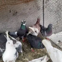 ۱۵تاکفترپرشی همه باهم دانه ۱۸۰ شهرک رجایی