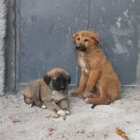 یک جفت توله سگ سرابی