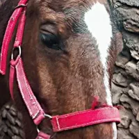 معاوضه  با متور یا گوسفند