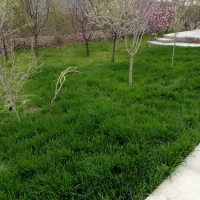 سم پاشی دلربا
