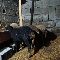 تعداد۴عدد بره علف خور یکی ماده سه تا نر