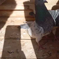 کبوتر زوردار