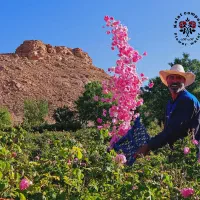 عرق نعنا گلاب کاسنی عرقیات عرقیجات شاهتره