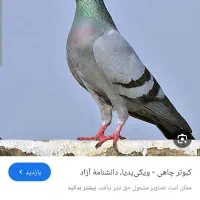 کبوتر گمشده