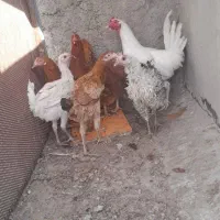 جوجه محلی|حیوانات مزرعه|شیراز, شهرک مهدی‌آباد|دیوار