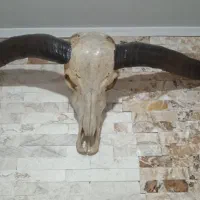 دیوار کوب گاو