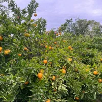 میوه در باغ|خوردنی و آشامیدنی|تنکابن, |دیوار