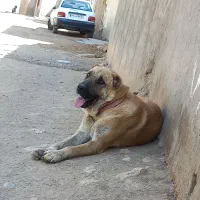 سگ سرابی|سگ|خرمدشت, |دیوار