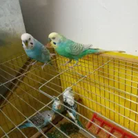 شش عدد مرغ عشق سالم|پرنده|ابهر, |دیوار