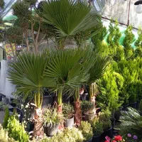 خدمات باغبانی و درختکاری سراسر کرج|خدمات باغبانی و درختکاری|کرج, جهانشهر|دیوار