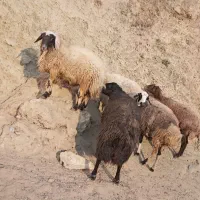 ۵ راس گوسفند شیره دار و ۲ راس بران زیبا|حیوانات مزرعه|مریوان, |دیوار