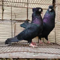 کبوتر زاغ و سیاه آبادانی و صرب و طوق|پرنده|شهرضا, |دیوار