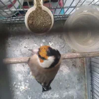 سهره قفسی آنتیک|پرنده|همدان, |دیوار