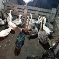 غاز و اردک خارجی|حیوانات مزرعه|قائم‌شهر, |دیوار