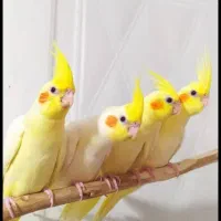 * جوجه عروس هلندی *