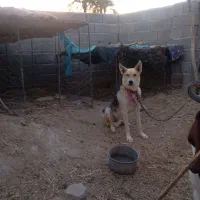 سگ قیمت 6
