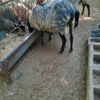 قوچ ومیش وبره رومانف