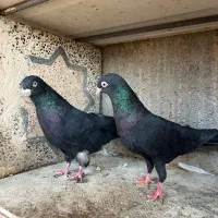 فروش چند جفت پا جفتی|پرنده|رودان, |دیوار