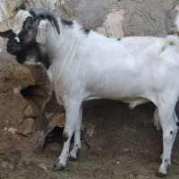 فروش عدد حیوان سومال