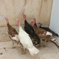 بوقلمون نر جوان