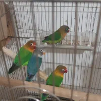 دو جفت کوتوله مولدضمانتی