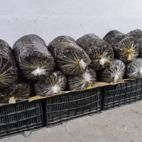 فروش خرمایی پلاستیکی مرداسنگ