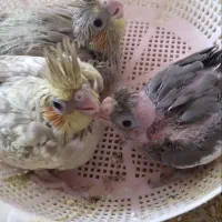 جوجه عروس هلندی