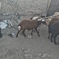 فروش بره ماده پلنگی|حیوانات مزرعه|خنداب, |دیوار