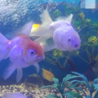 ماهی گلدفیش خوشگل سالم معاوضه