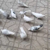 کبوتر .کفتر|پرنده|اسلام‌شهر, شهرک قائمیه|دیوار